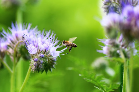 Bee,And,Flower,Phacelia.,Close,Up,Flying,Bee,Collecting,Pollen